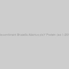 Image of Recombinant Brucella Abortus plsY Protein (aa 1-201)